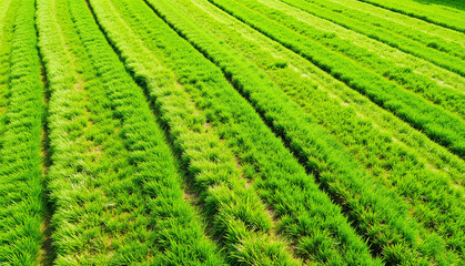 Green rice field with distinct rows in bright sunlight  
