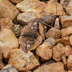 Duskywing Butterfly gathering minerals from pebbles