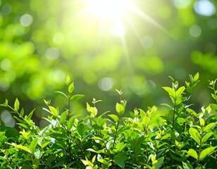 Lush green foliage bathed in sunlight. Vibrant, fresh leaves create a tranquil, natural scene. Ideal for spring, summer, or nature themes.