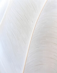 elegant chicken feather pattern backdrop, simple style. White tone