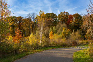 Fototapeta premium Path in the middle of a small forest area during autumn, surrounded by bushes and grass found in Hamilton, Ontario, Canada.