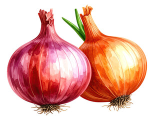Watercolor illustration of onion vegetable. Food clipart illustration.