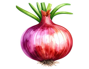 Watercolor illustration of onion vegetable. Food clipart illustration.
