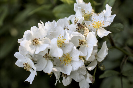 white flowers