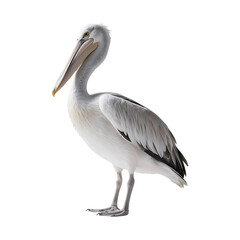 Obraz premium Elegant White Pelican Against Transparent Background