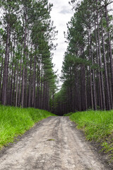 Wald aus Kiefern im Hinterland von sunshine Coast, australien