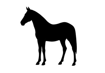 Obraz premium Black Horse Silhouette Standing Side View Vector.