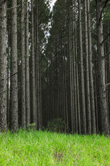 Wald aus Kiefern im Hinterland von sunshine Coast, australien