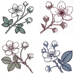 A blackberry flower icon with five delicate petals.