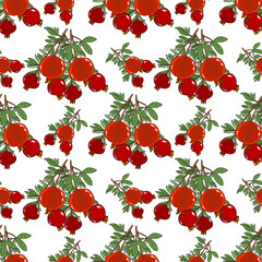 Pomegranate illustration, white isolate background