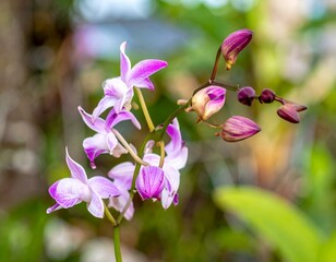 Fototapeta premium Stunning close-up of delicate pink and white orchids in bloom. Perfect for spring themes or floral designs.