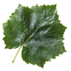 Fototapeta premium Fresh green grape leaf with detailed texture on a transparent background, cutout PNG