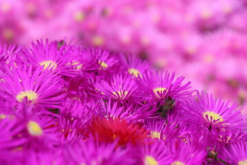 beautiful flowers, floral concept background.Beautiful pink flowers in the garden, close-up. Floral background.