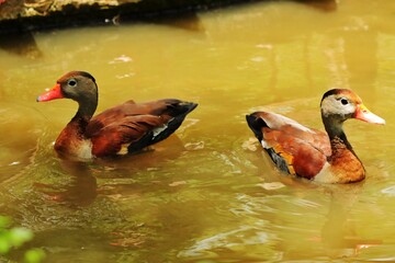 Two Black Bellied Whistling Ducks