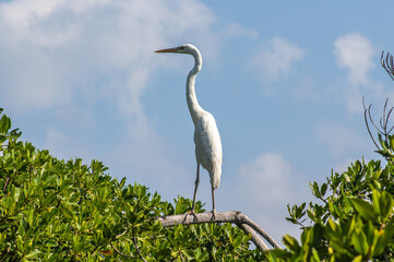 White heron with long neck standing on top of a tropical mangrove tree with green leaves in Sian Kaan national park wetlands with cloudy blue sky in the background on a sunny morning