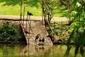 Flock of black bellied whistling duck on a fallen bridge