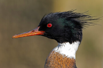 Portret of a red-breasted merganser (Mergus serrator).