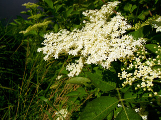 Holunderblüten im Juni am Strauch
