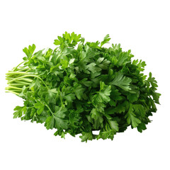 Obraz premium Fresh bunch of parsley herbs gathered together on a transparent background, cutout PNG
