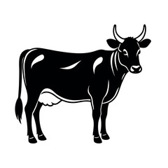 black and white cow