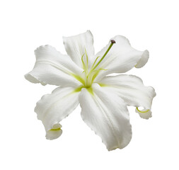 Closeup of white lily flower isolated on white or transparent background