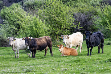 A peaceful rural scene with grazing cows in a lush green pasture, surrounded by trees and soft...