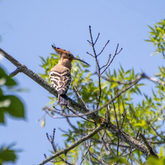 Une huppe fasci&eacute;e pos&eacute;e sur une branche d'arbre