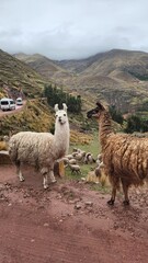 llama in the mountains