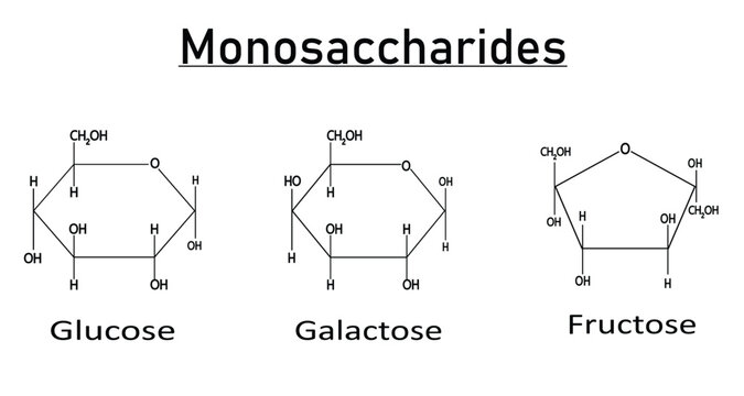 Chemical Structures of Monosaccharides &ndash; Glucose, Galactose, and Fructose Isomers &ndash; Vector Illustration of Hexose Sugar Molecules with Structural Differences