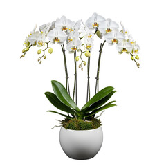 Orchid elegance Serene blooms in a white pot