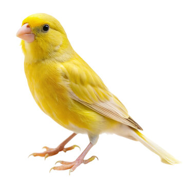yellow bird on a white background
