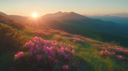 Sunrise over a mountain meadow filled with pink flowers