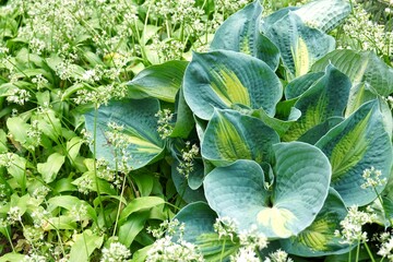 Hosta bush with large green leaves with yellow edging in the garden on the backyard as a landscaping concept