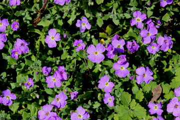 Aubrietien, Blaukissen, Aubrieta