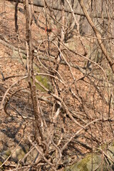 Close-up of Actinidia arguta, commonly known as hardy kiwi or Korean tarae tree, showing fresh green leaves and peeling bark. Useful for botanical and educational purposes.



