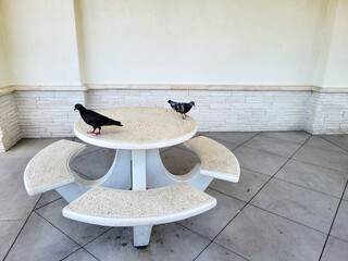 Light-colored speckled concrete  picnic table with four attached benches in an outdoor setting featuring two black and grey pigeons on its top