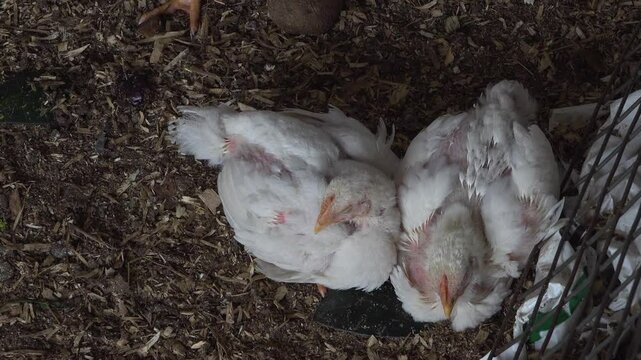 A close-up of two young White Rock Chickens sleeping on the ground and huddled together. The birds are 3 weeks old and will be raised for meat.