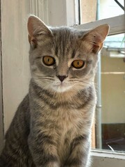 Top view of a domestic cat sitting on a wooden floor next to a rustic table. Minimalist pet photography in a cozy home setting.