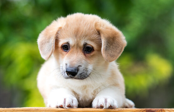 small welsh corgi pembroke dog on green grass in summer