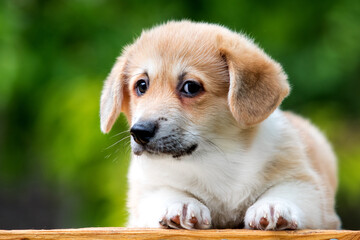 funny look welsh corgi pembroke dog on green grass in summer