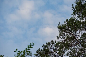 Calm morning sky with tree tops silhouetted and soft clouds