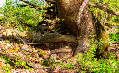 Fototapeta premium Groundhog blends in with surroundings