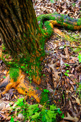 Green moss on orange tree roots
