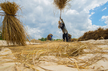 The peasants were throwing rice on the ground so that the grain