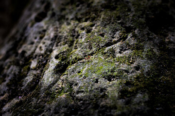Jagged rock texture with green moss and small holes.