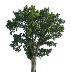 Lush green tree stands majestically against a transparent background, highlighting its vibrant...