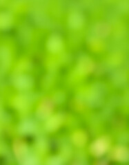 Obraz premium Lush emerald bokeh pattern on a smooth blank backdrop, colorful. White tone