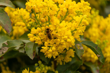 bush of yellow flowers with bee on it. yellow grass. many small yellow flowers. spring nature. summer flowers.