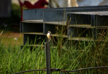 Brown shrike perched on a metal pole, surrounded by green foliage.