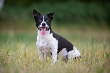 Small Dog, Big Adventure &ndash; Jack Russell in Nature